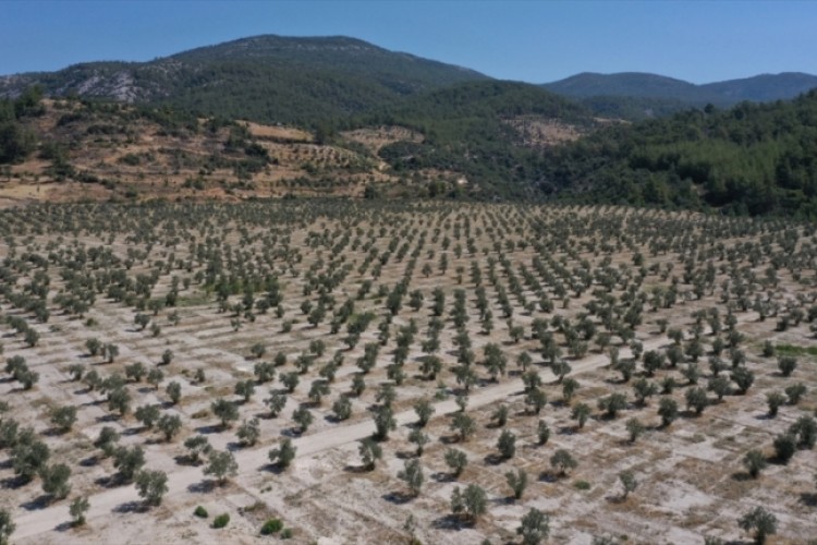 Milas'ta termik santralin maden sahasına 3 milyon fidan dikildi