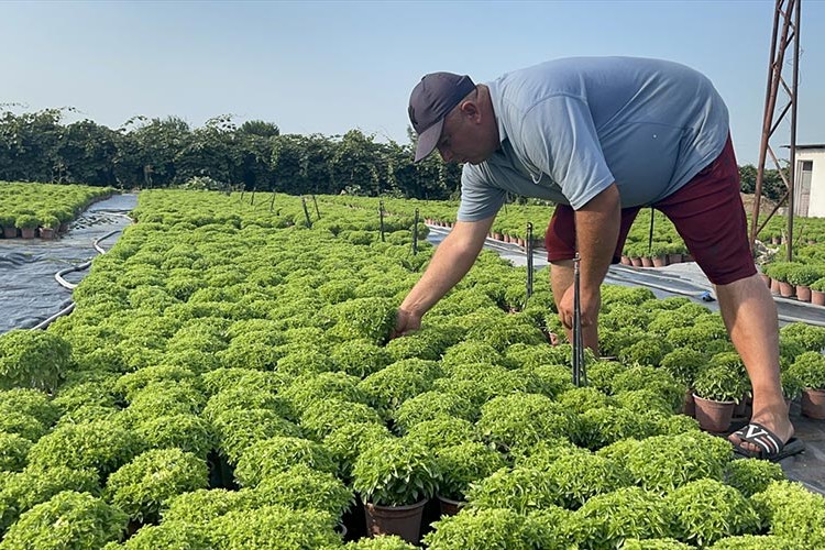 Yalova'daki seralarda fesleğen mesaisi