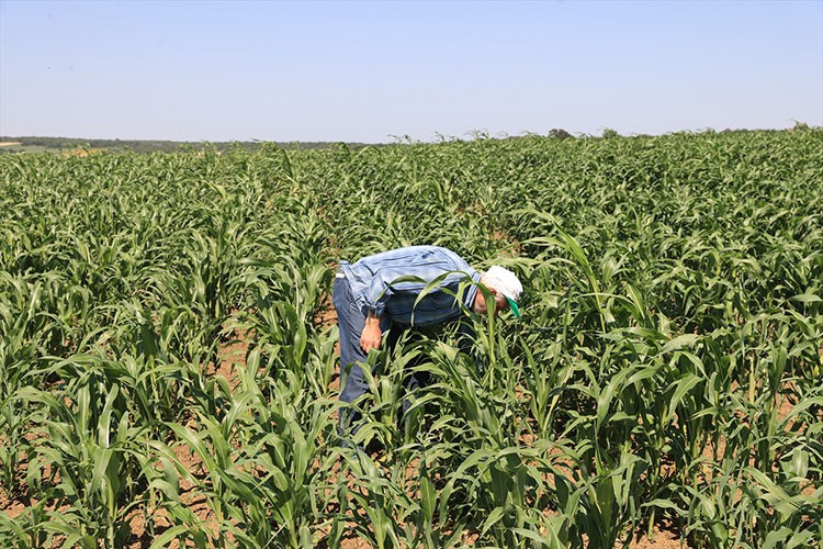 Edirne'de "süpürge otu" üreticileri ihracatı artırmayı hedefliyor