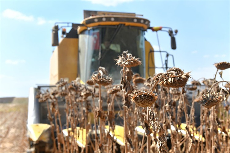 Türkiye'nin en büyük tarım işletmesinde ayçiçeği hasadı yapılıyor