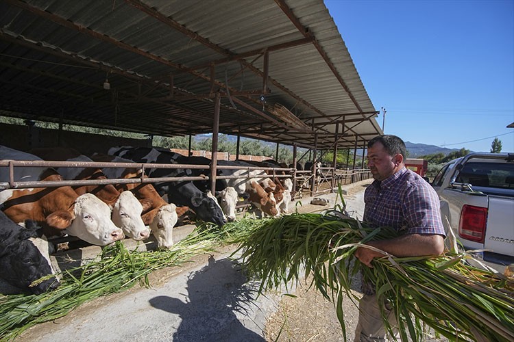 Kuraklık İzmir'deki besicileri sorgum sudan otuna yöneltti