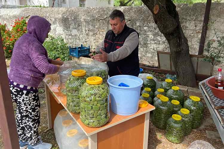 Datça çağla bademi yurt dışına ihraç ediliyor