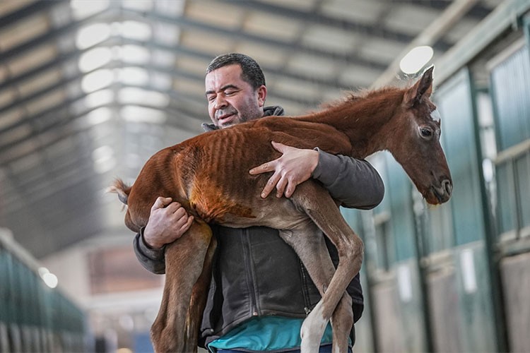TİGEM'in 3 işletmesinde 435 tayın doğması bekleniyor