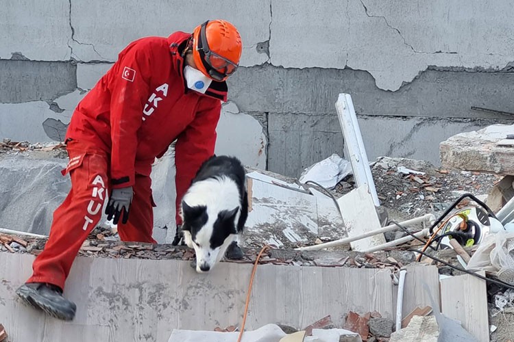 AKUT ve Royal Canin'den arama köpekleri için iş birliği