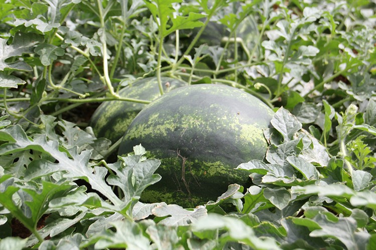 Yılın ilk karpuz hasadı başladı