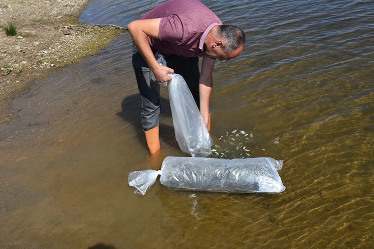 Sinop'ta baraj ve göletlere 100 bin sazan yavrusu bırakıldı