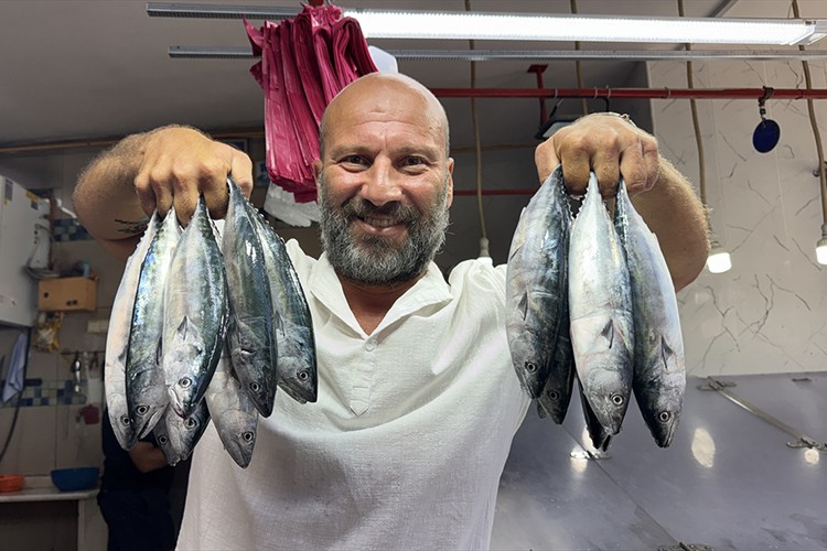 Sinop'ta sezonun ilk palamutları tezgahlardaki yerini aldı