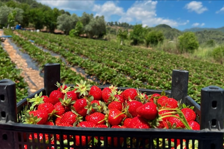Hatay'da çilek hasadı devam ediyor