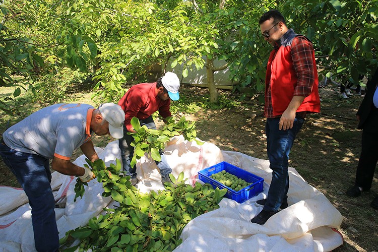 Kavaklıdere cevizinde hasat başladı