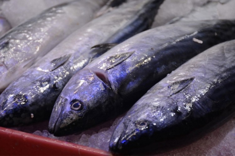 Balıkçılar bu sezon "palamudu" bol "hamsiyi" az buldu