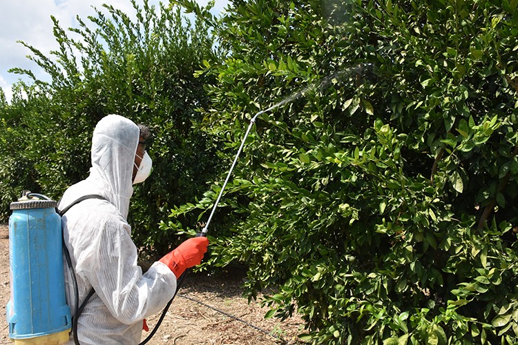 Meyve sineğiyle mücadele