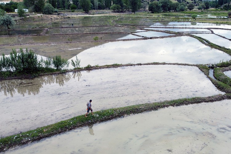 Kıbrıscık pirinci toprakla buluştu