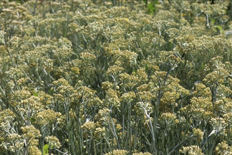 Bitki hastalıklarıyla biyolojik mücadele