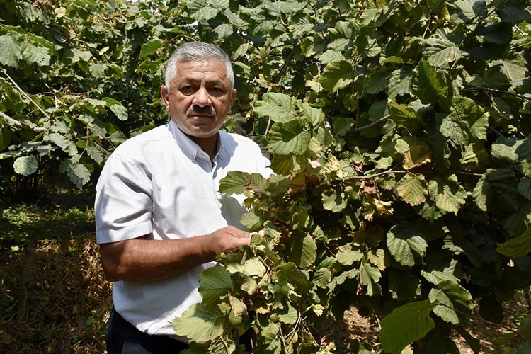 Ordu'da sahil kesiminde fındık hasadına 4 Ağustos'ta başlanacak