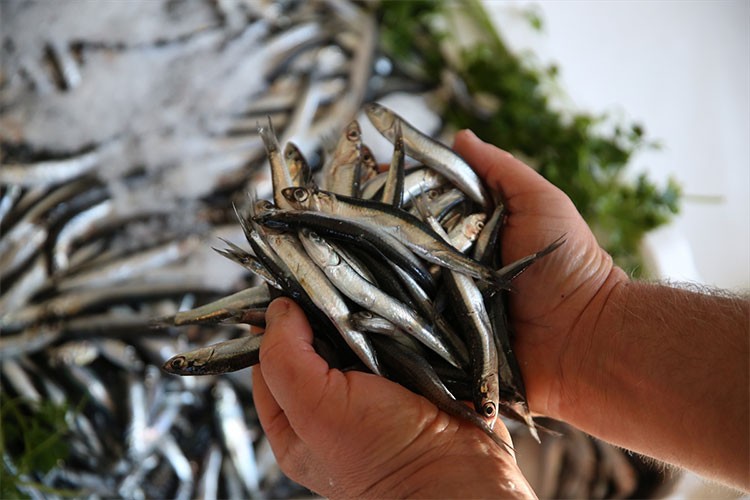 Ordu'da hamsinin kilogramı 200 liradan satılıyor