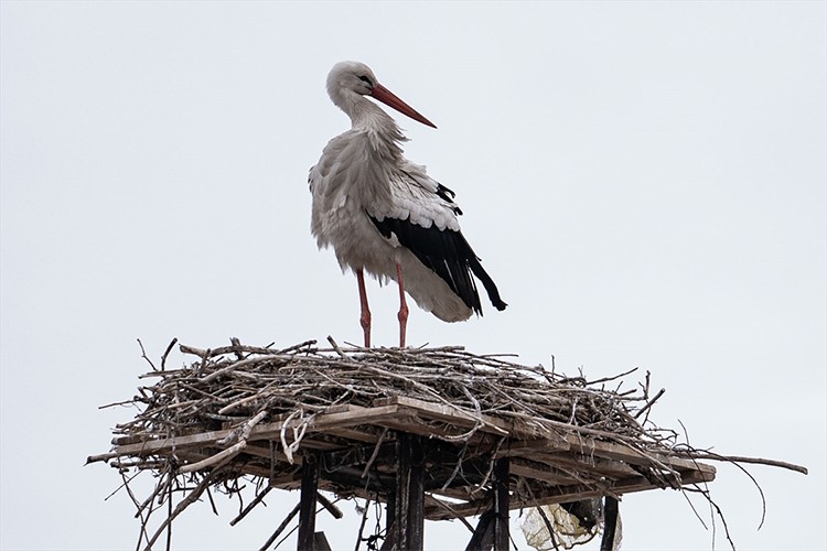 Hasretle bekledikleri leylekler yıllar sonra geldi