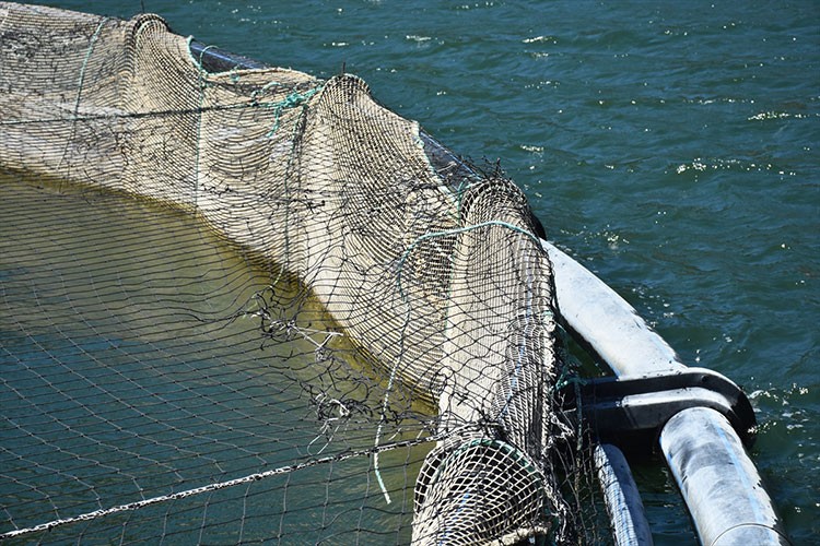 Balık teknesine gelen ayı ağları parçaladı