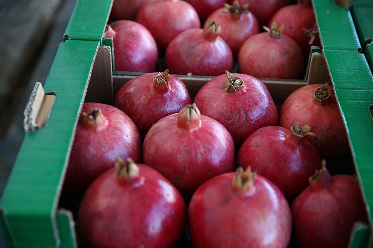 Adıyaman'da nar üretim alanı genişliyor, rekolte artıyor