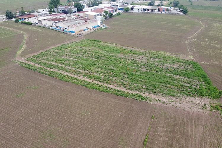 Ar-Ge çalışmasıyla fındığın verimi artırılacak