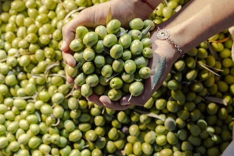 2024'te 60 milyon dolarlık zeytin ihraç ettik