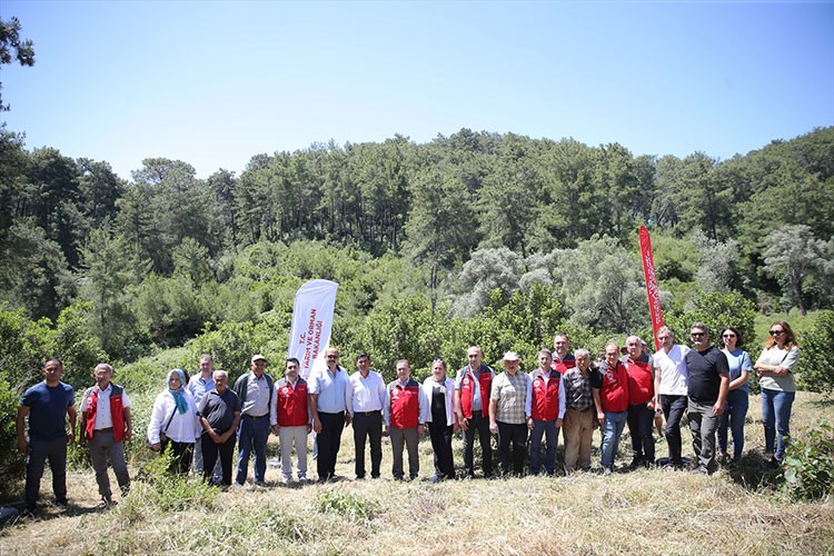 Sakız ağacı hasadı için ilk çizim tamamlandı