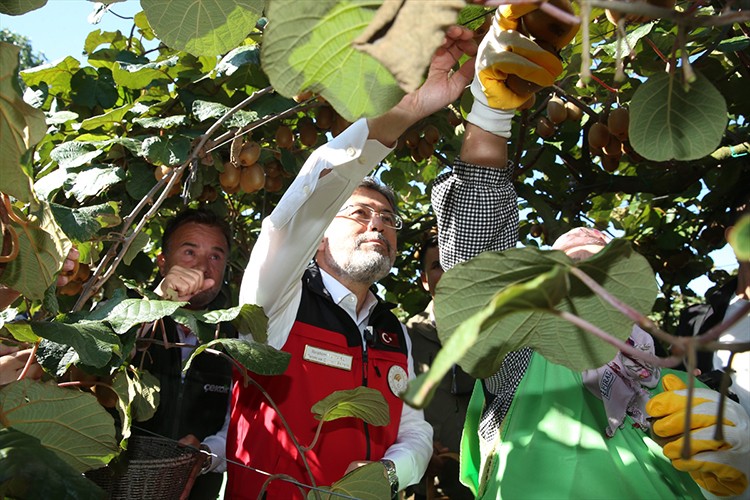 Bakan Yumaklı, Sakarya'da kivi hasadına katıldı