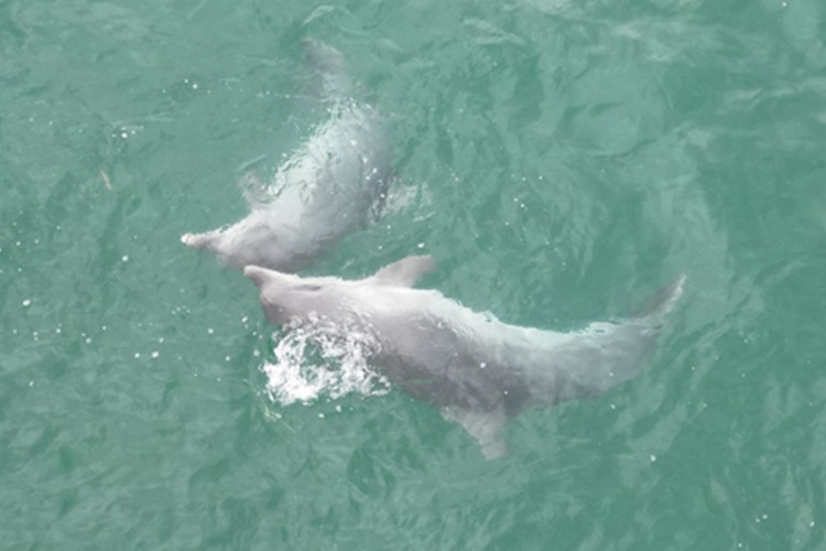 Karadeniz'de dolaşan yunuslar dronla görüntülendi