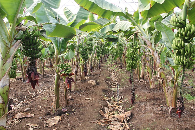 Hatay'da yeni sezon muz hasadı başladı
