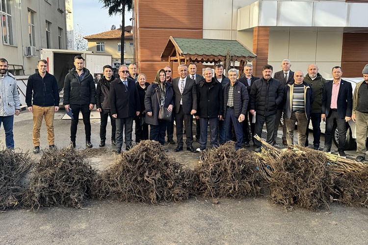 Samsun'da çiftçilere 5 bin ceviz fidanı dağıtıldı