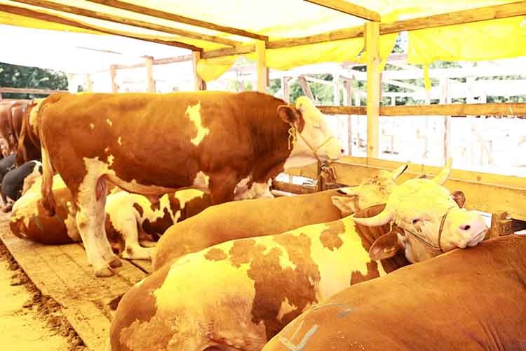 Gebze'de Kurban Satış Alanı Hazır