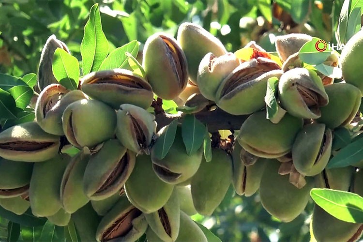 "Badem diyarı" Adıyaman'da üretim yükselişte