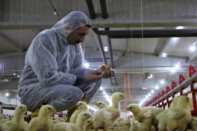 Şehir hayatından sıkıldı, köye dönüp çiftlik kurdu