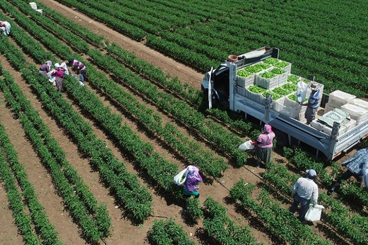 Bitkisel üretim bu yıl yüzde 10,3 arttı