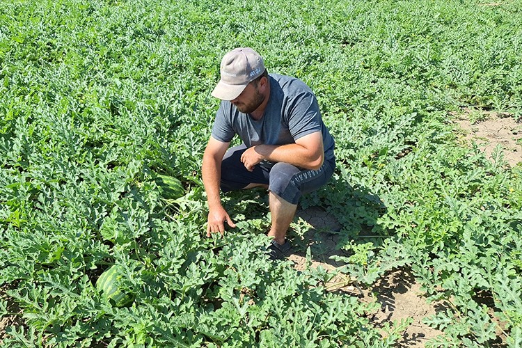 Bafra Ovası'nda erkenci karpuzun hasadına başlandı
