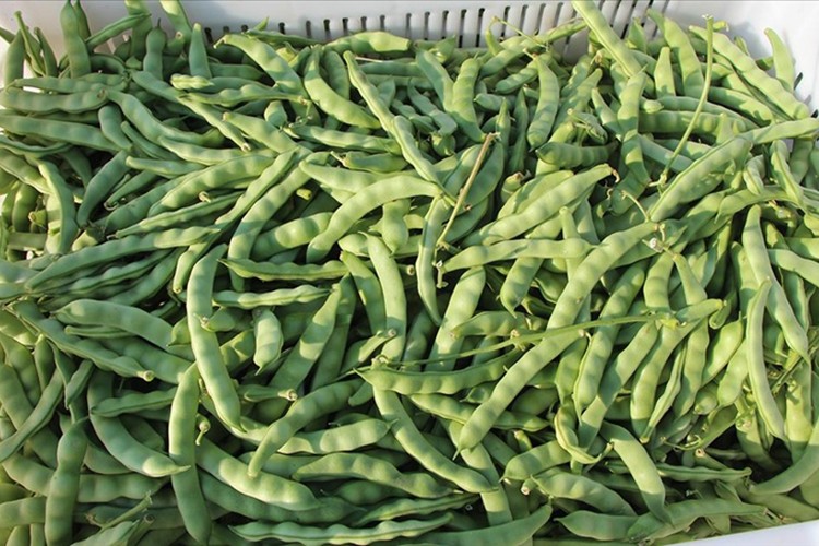 Boncuk fasulye üreticilerinin iplikleme mesaisi başladı