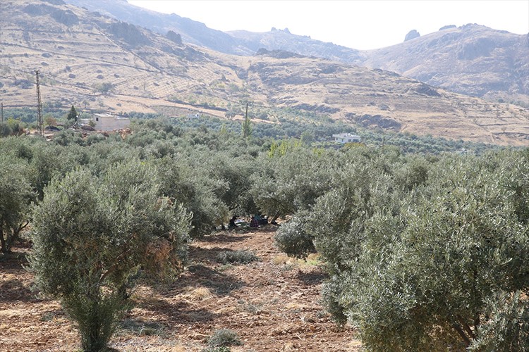 Derik zeytini soğuk sıkımla tescilli yağa dönüştürülüyor