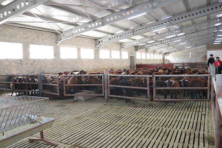 Kurduğu çiftlikte mor Karaman koyunu yetiştiriyor