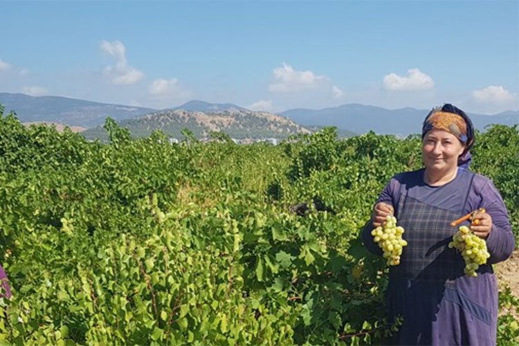 Gaziantep'te üzüm hasadı başladı
