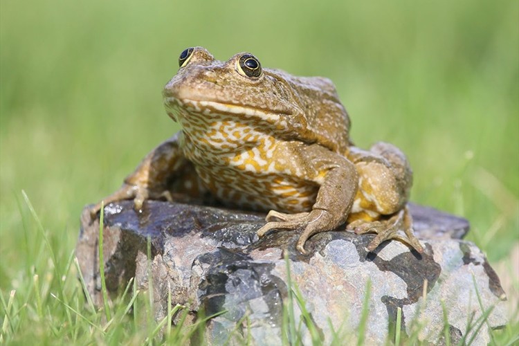 Eber Gölü'ne zenginlik katan endemik türlere zararın bedeli ağır oluyor