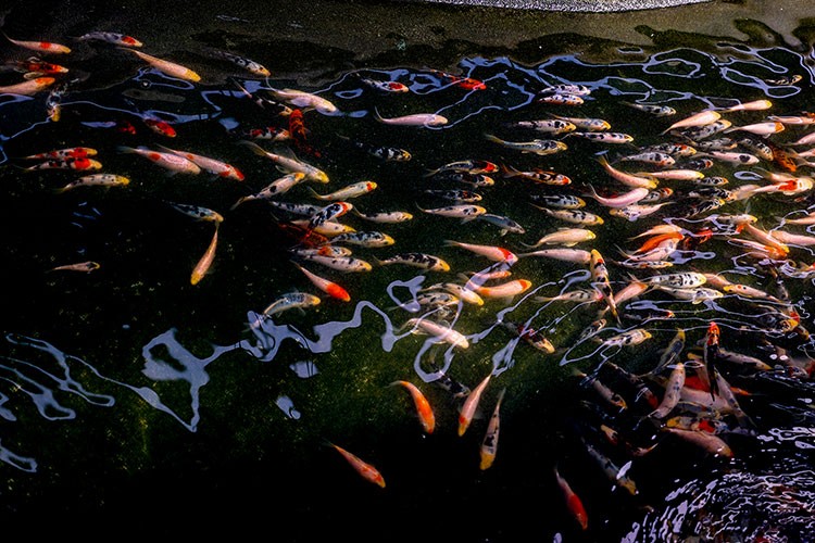Antalya'da yetiştirilen Japon balıkları birçok ilde akvaryumları süslüyor
