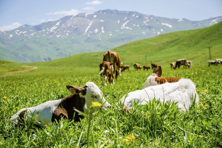 Faraşin kuzu sesiyle şenlendi