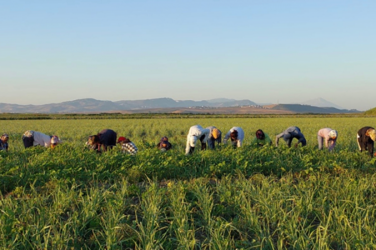 Buğday Derneği: Hatay'da tarımsal üretimde onarıcı dönüşüm için yola çıktık