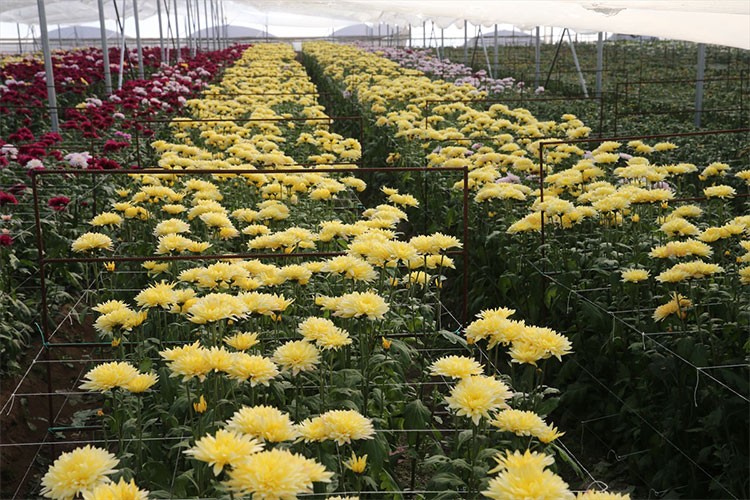 Çiçek sektörü Tokat ekonomisine 100 milyon lira katkı sundu