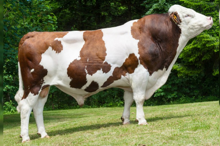 İlk boğa sperması ihracatı Azerbaycan'a yapıldı