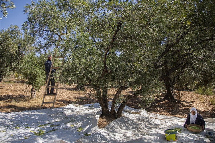 Mardin'in Derik ilçesinde zeytin hasadı başladı