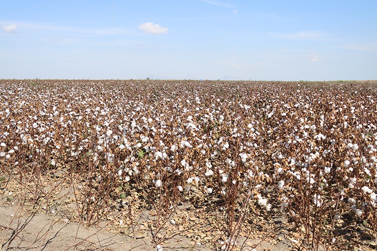 Çukurova'da pamuktan 100 bin ton rekolte bekleniyor