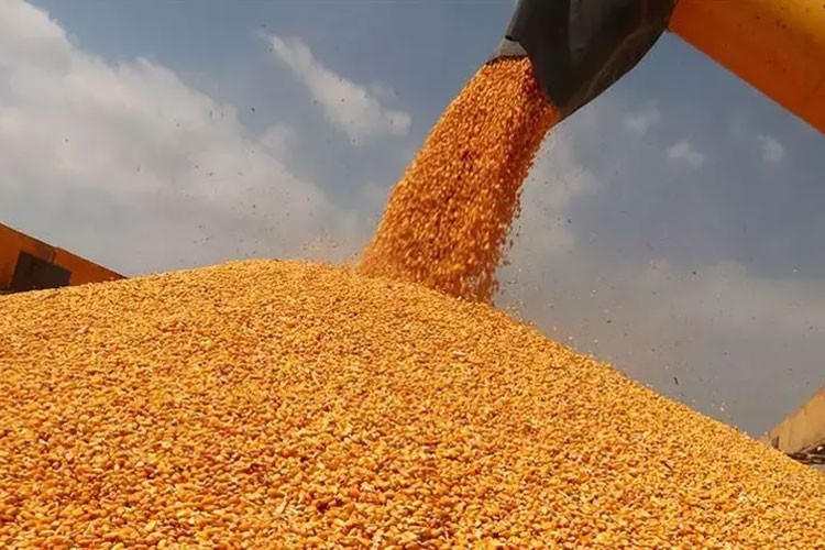 Mısır ithalatında 1 milyon tonluk tarife kontenjanı açıldı