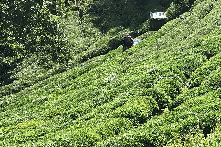 721 bin ton yaş çay aldı