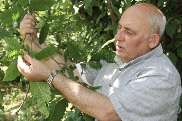 Sinop'ta mevsim şartları sayesinde kestanede verimli sezon bekleniyor