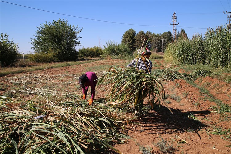 Çiftçiler üretim şekillerini değiştirerek verimi artırdı